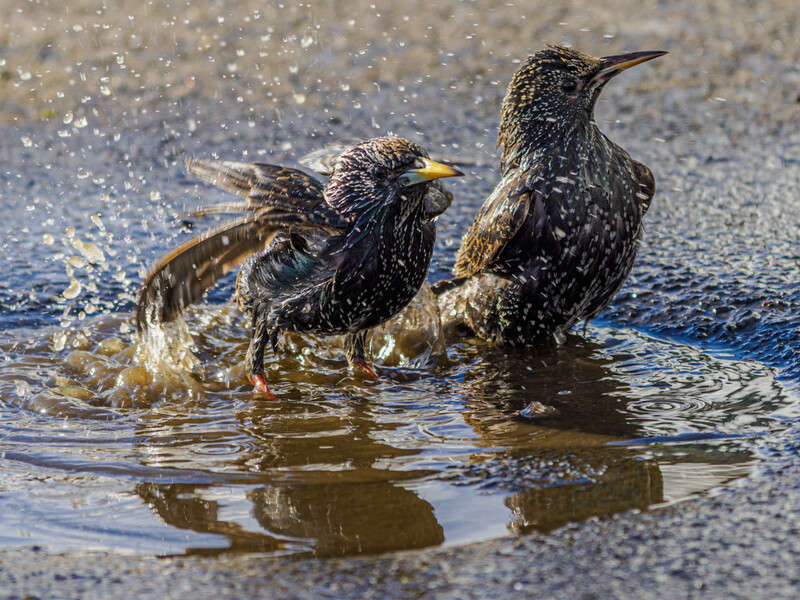 Three shorebirds bathing and shaking water from their dark plumage in shallow water.