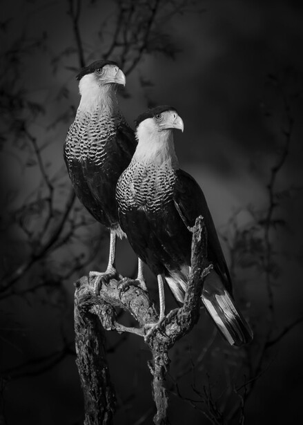 Dinorah Graue Obscura from Mexico won the Open Category Photographer of the Year award with this image of two Caracaras (© Dinorah Graue Obscura / Sony World Photography Awards 2023)