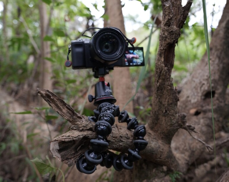 Professional camera and gimbal stabilizer mounted on a wooden branch in a forest setting.