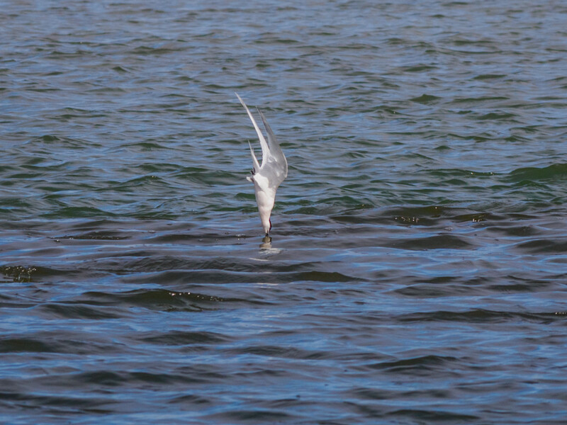 White egret diving headfirst into rippling blue water during daylight.