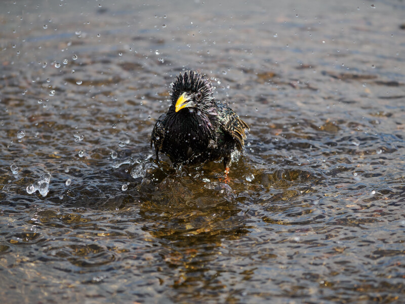 Bald eagle bathing in shallow water with water droplets spraying around its dark plumage and yellow beak.