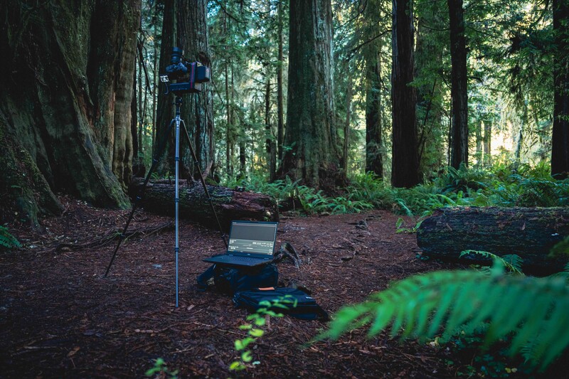 Camera on tripod positioned in a redwood forest clearing surrounded by tall trees and ferns.