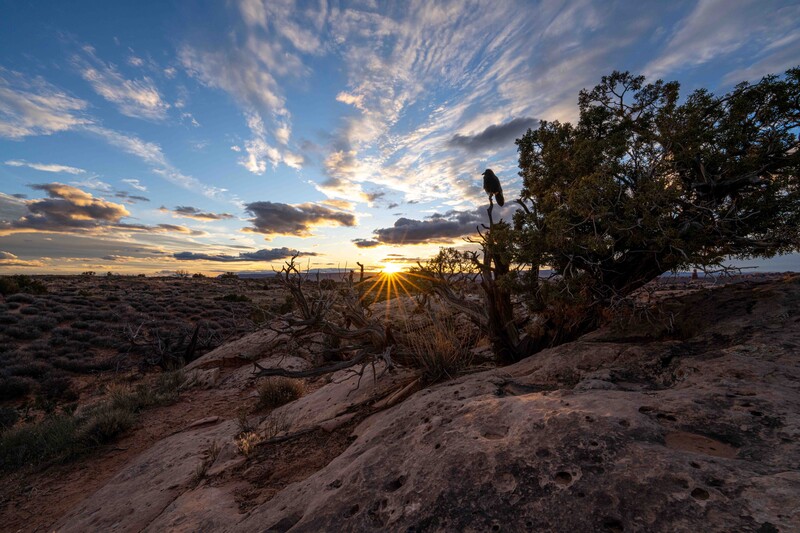 Desert landscape at sunset with rocky outcrop and sparse vegetation silhouetted against golden sky.