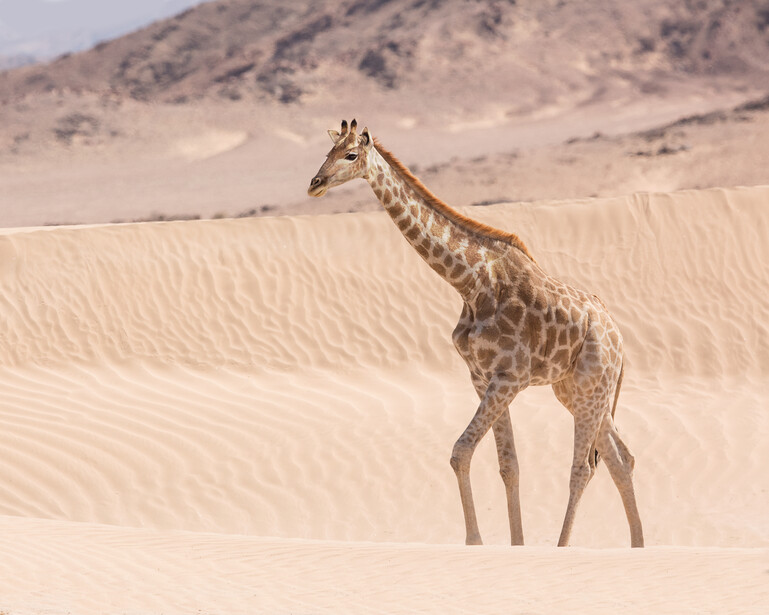 Giraffe walking across rippled sand dunes with rocky hills in the background.