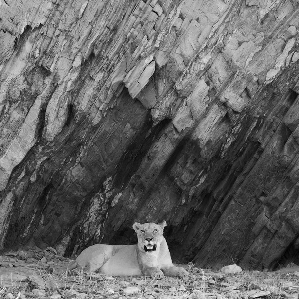 Polar bear resting against dark columnar basalt rock formations in black and white.