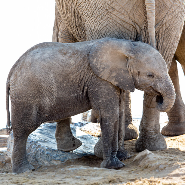 Young elephant standing beside an adult elephant's leg, reaching toward its body with its trunk.