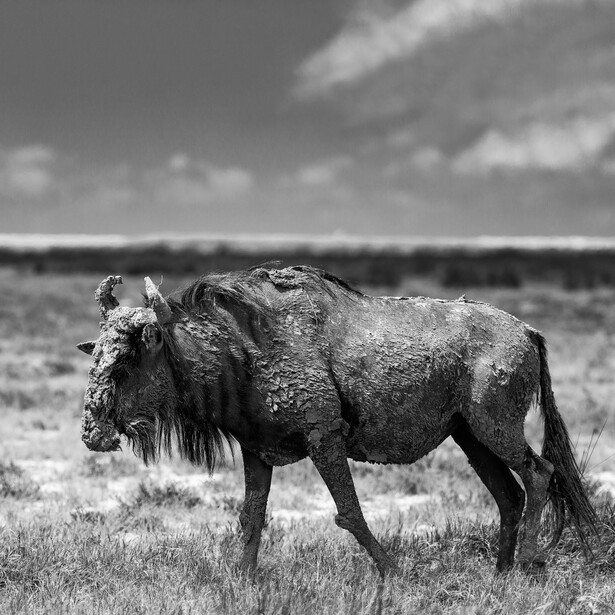 Wildebeest standing in grassland under cloudy sky, captured in black and white.