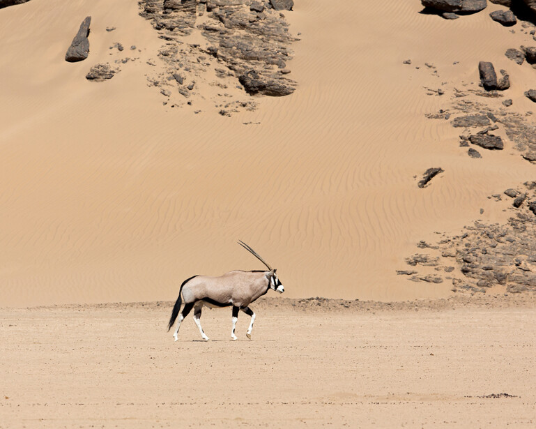 Oryx walking across sandy desert terrain with scattered rocks in background.