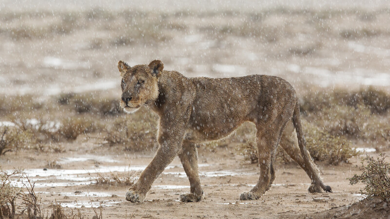 Lioness walking across arid terrain with sparse vegetation and patches of snow.