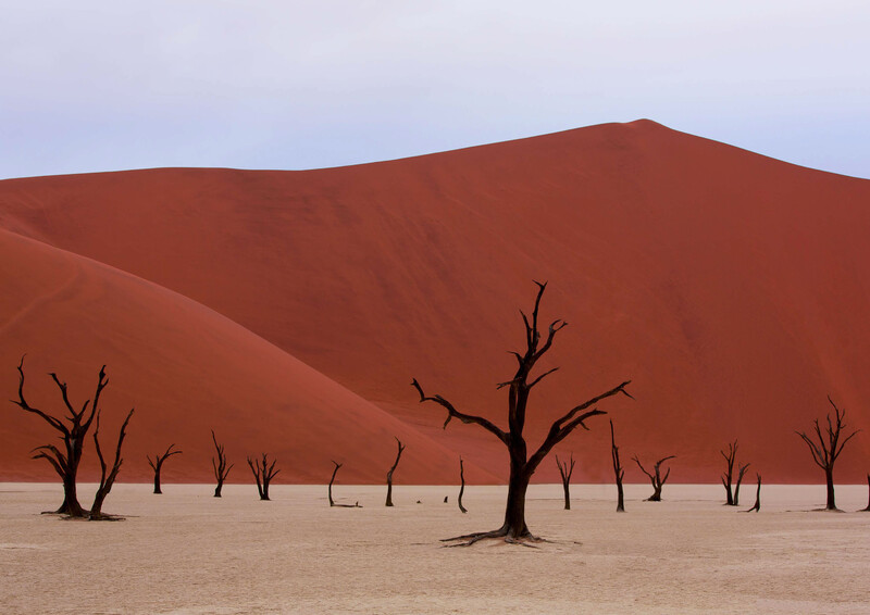 Dead trees stand in a stark white salt pan beneath towering red sand dunes under overcast sky.