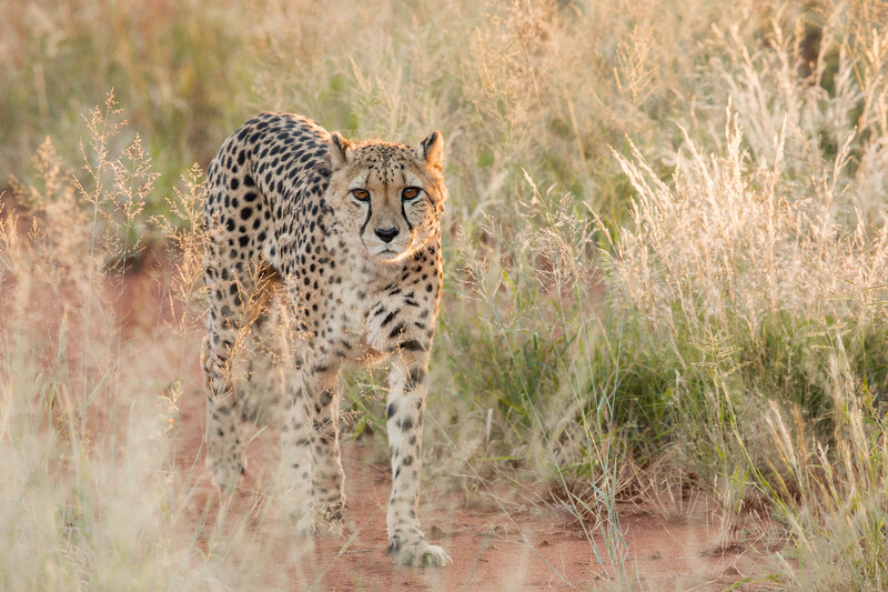 Cheetah walking through dry grass and sparse vegetation in arid terrain.