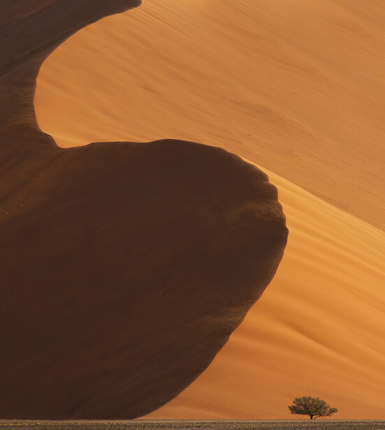 Aerial view of sand dune with dramatic shadow and solitary tree in desert landscape.