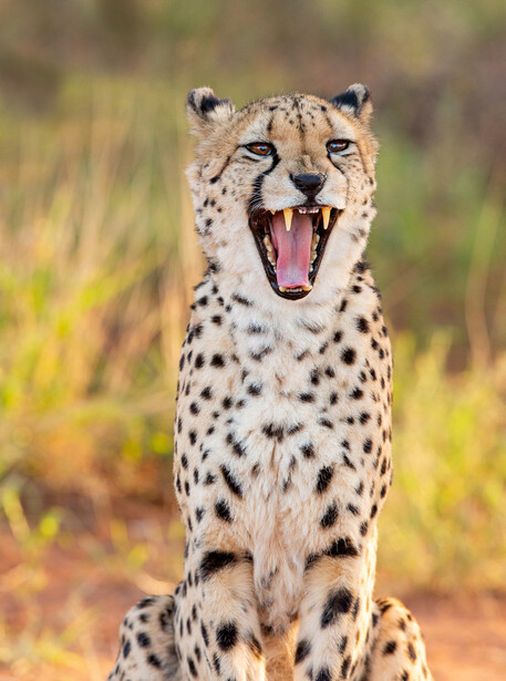 Cheetah sitting upright with mouth wide open in a yawn or vocalization, displaying spotted coat pattern.