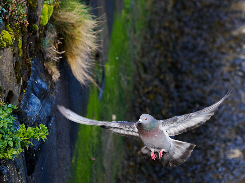 Pigeon in flight with wings spread wide against moss-covered stone wall background.