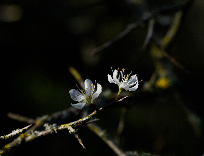 Two small white flowers blooming on a thin branch against a dark, blurred background.