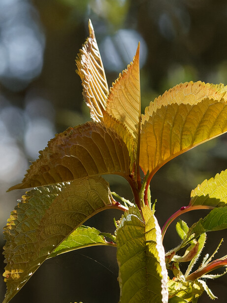 Backlit young leaves with translucent golden-green foliage and fine vein detail against blurred background.