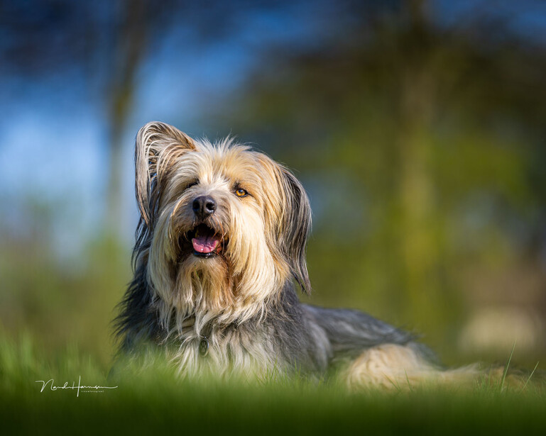 A simple portrait of our dog (EOS R5, 135mm, ISO100, f/1.8, 1/4000s)