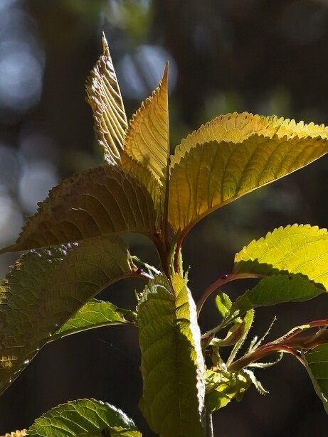 Backlit young leaves on a branch with translucent golden-green foliage creating delicate shadow patterns.
