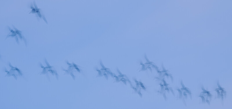 Large flock of birds in formation flying across clear blue sky.