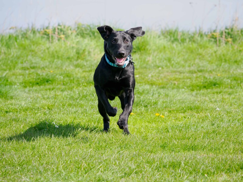 Black dog running toward camera across green grass field with blue collar.