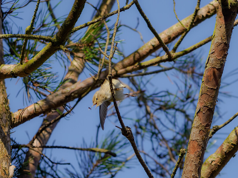 Small brown bird perched on a thin branch against clear blue sky.
