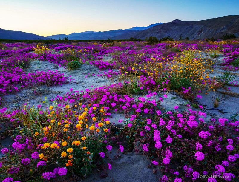 Desert wildflower field with vibrant magenta and yellow blooms against mountains at sunset.