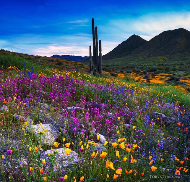 Saguaro cactus rising above a desert wildflower meadow in vibrant purples, yellows, and oranges.