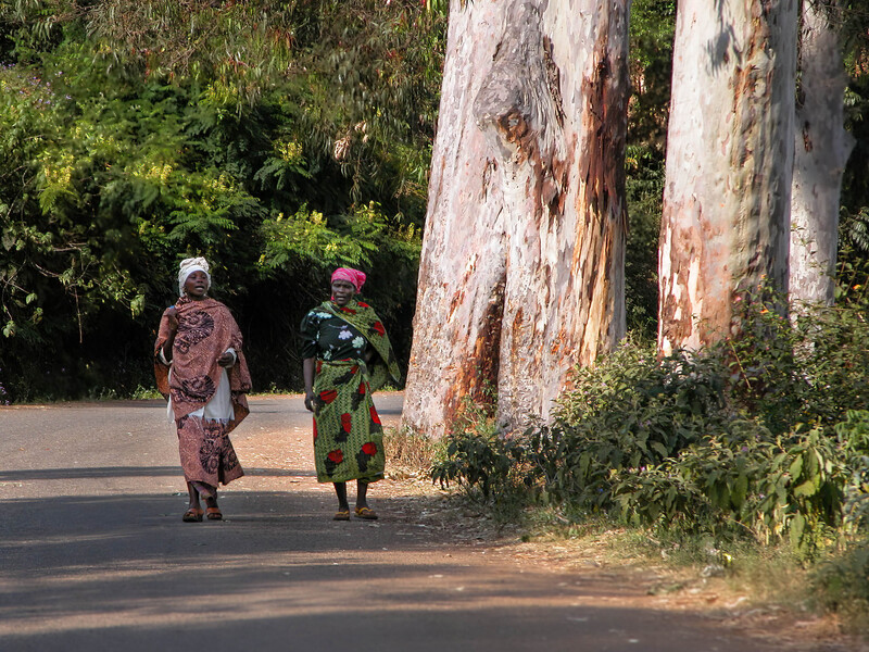 Two women walking on a dirt road past large weathered eucalyptus trees with peeling bark.