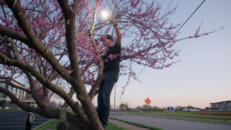 Person reaching up to touch pink blossoms on a large flowering tree at dusk.