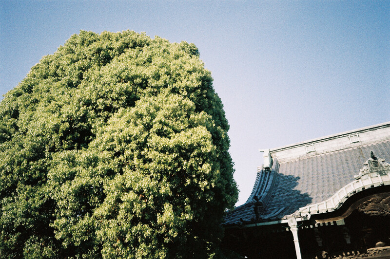 Large rounded shrub with bright yellow-green foliage positioned in front of a traditional East Asian temple building with curved roof.