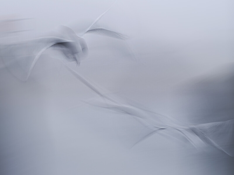 Close-up of white feathers with soft, diffused lighting creating a minimalist composition.