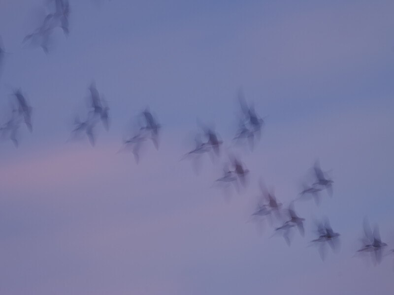 Flock of birds in flight formation against a twilight sky with purple and pink hues.