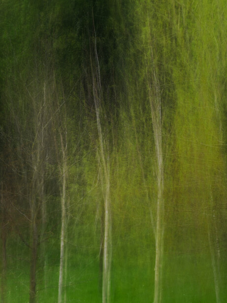 Vertical streaks of green and yellow foliage creating an abstract, motion-blurred forest effect.