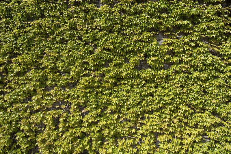 Dense wall of ivy with bright yellow-green foliage and scattered dark patches of shadow.