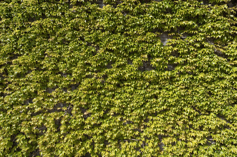Dense ivy covering a wall, showing varied green tones and leaf texture with patches of darker shadow.