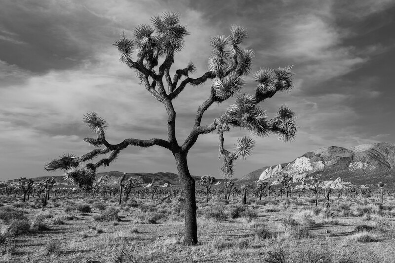 Gnarled Joshua tree silhouetted against dramatic storm clouds in a desert landscape.