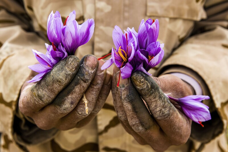 Soil-covered hands holding vibrant purple saffron flowers with yellow stamens.
