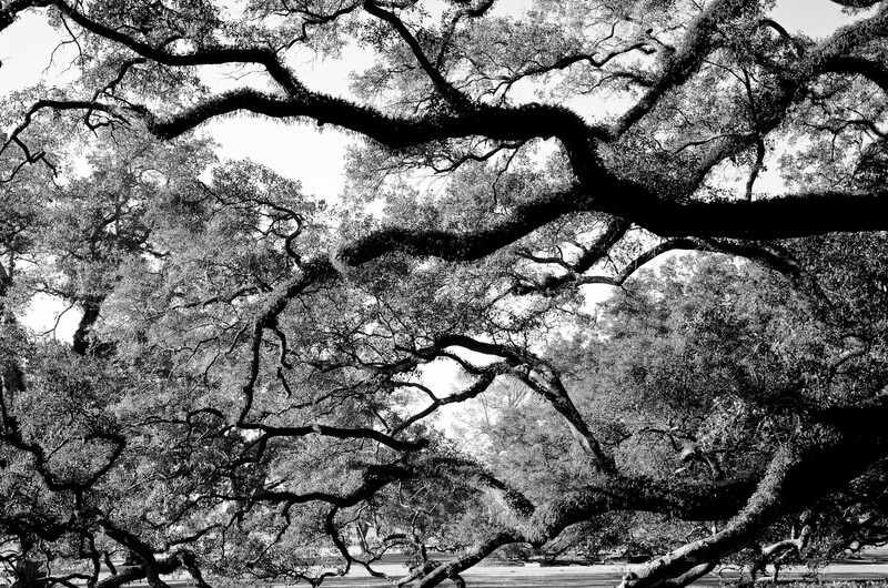 Fine Art Photography Tree