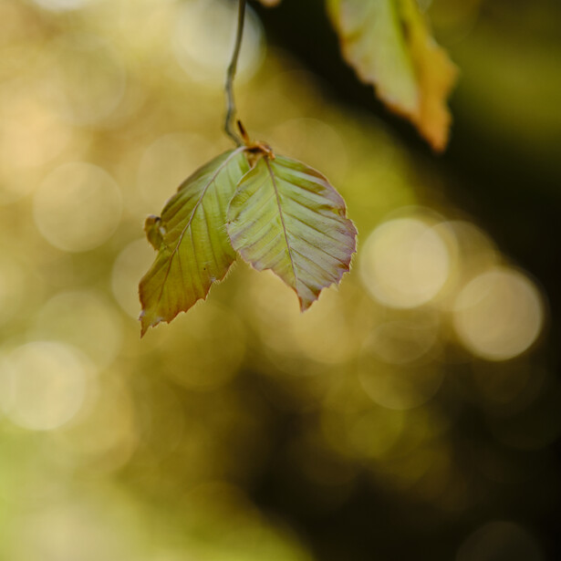 Dried seed pod hanging from a thin stem against a soft, blurred yellow-green background.