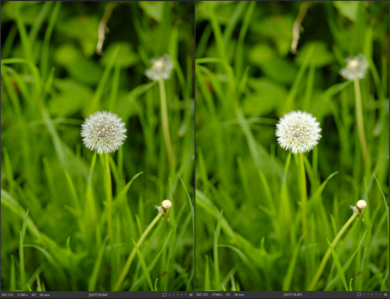 Two white dandelion seedheads in tall grass, displayed side by side for comparison.