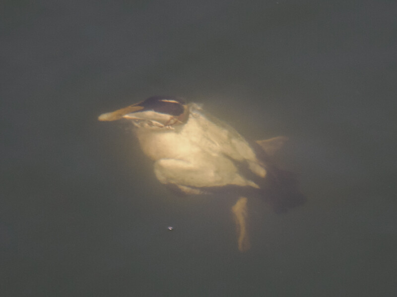 Underwater photograph of a fish swimming through murky water with limited visibility.