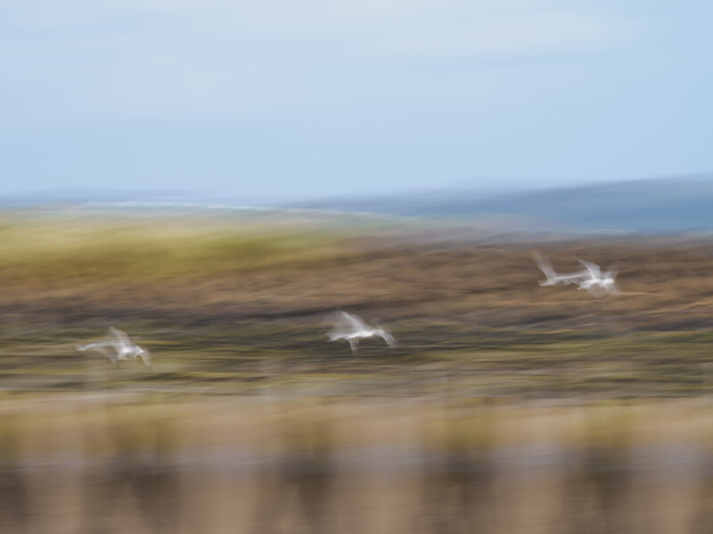 Three white birds in flight over a blurred moorland landscape with motion blur effect.