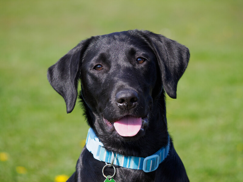 Black Labrador Retriever wearing a light blue striped collar, sitting outdoors with a blurred green grass background.