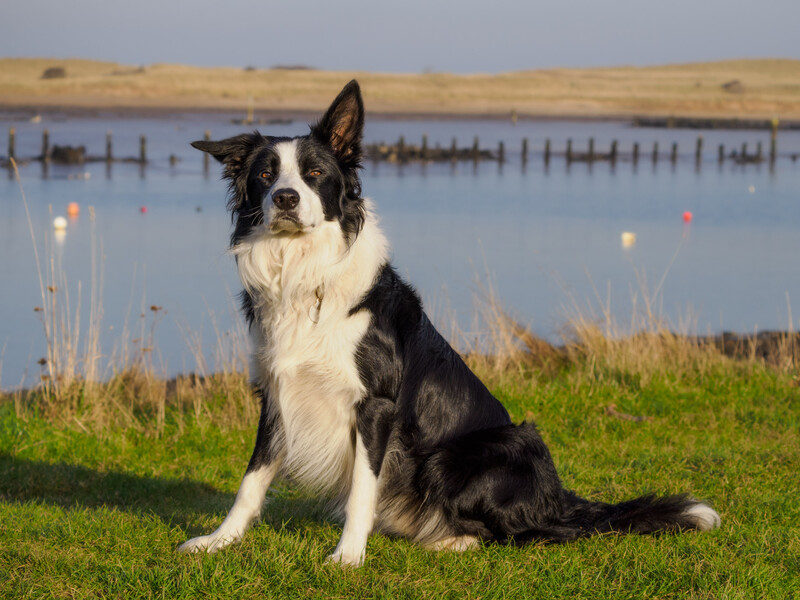 Black and white Border Collie sitting on grass facing camera with calm expression, water and fence line visible behind.