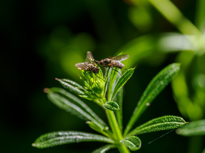 Brown insect perched on green plant stems with water droplets.