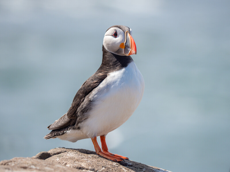 Atlantic puffin perched on a rock against a blurred ocean background.