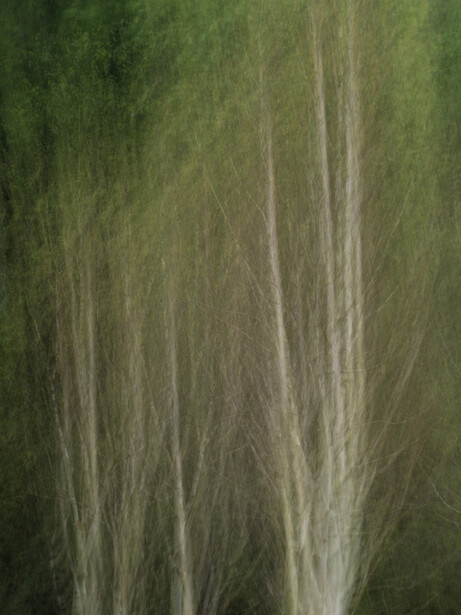 Close-up of delicate grass or grain stalks with fine, wispy strands backlit against a soft green background.