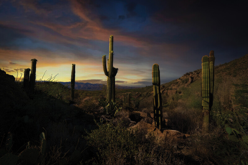 Saguaro cacti silhouetted against a dramatic sunset sky in desert landscape.