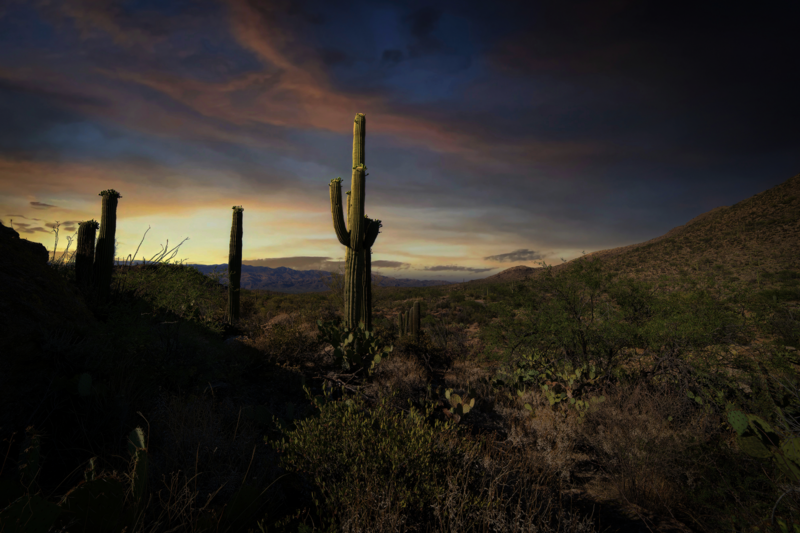 Saguaro cactus silhouetted against dramatic sunset sky in desert landscape.
