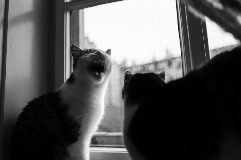 Two cats at a window backlit by bright overcast daylight, one yawning with mouth wide open.